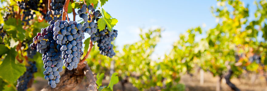 vignobles du Beaujolais